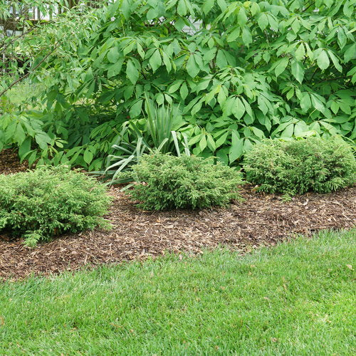 Tortuga Juniper