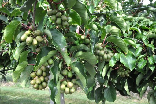 Issai Hardy Kiwi #01