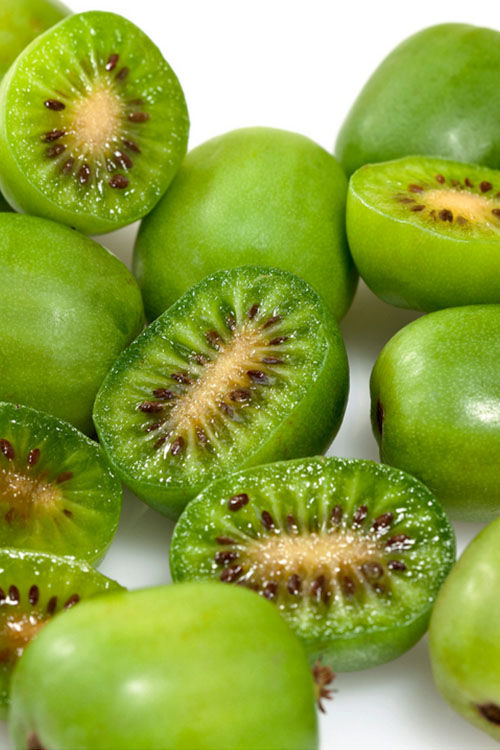 Issai Hardy Kiwi #01