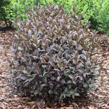 Kodiak Jet Black Bush Honeysuckle (PW) 2 True