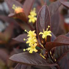 Kodiak Jet Black Bush Honeysuckle (PW) 2 True