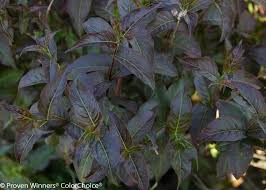 Kodiak Jet Black Bush Honeysuckle (PW) 2 True