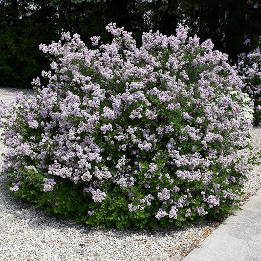 Dwarf Korean Lilac #02