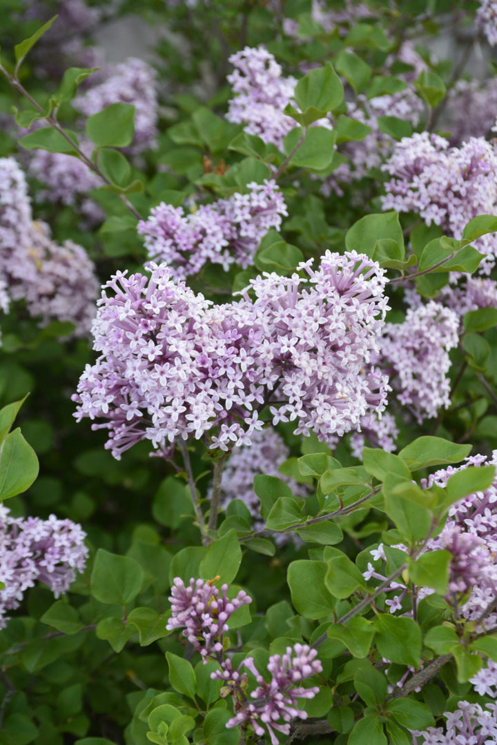Dwarf Korean Lilac #02