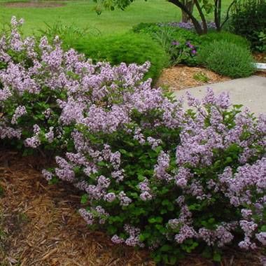 Dwarf Korean Lilac #02