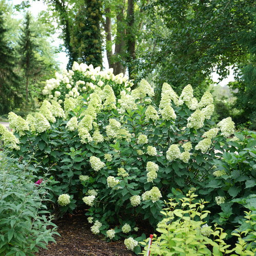 Limelight Prime Hydrangea (PW) 2 true