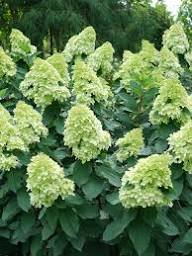 Limelight Prime Hydrangea (PW) 2 true