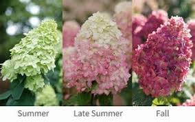 Limelight Prime Hydrangea (PW) 2 true