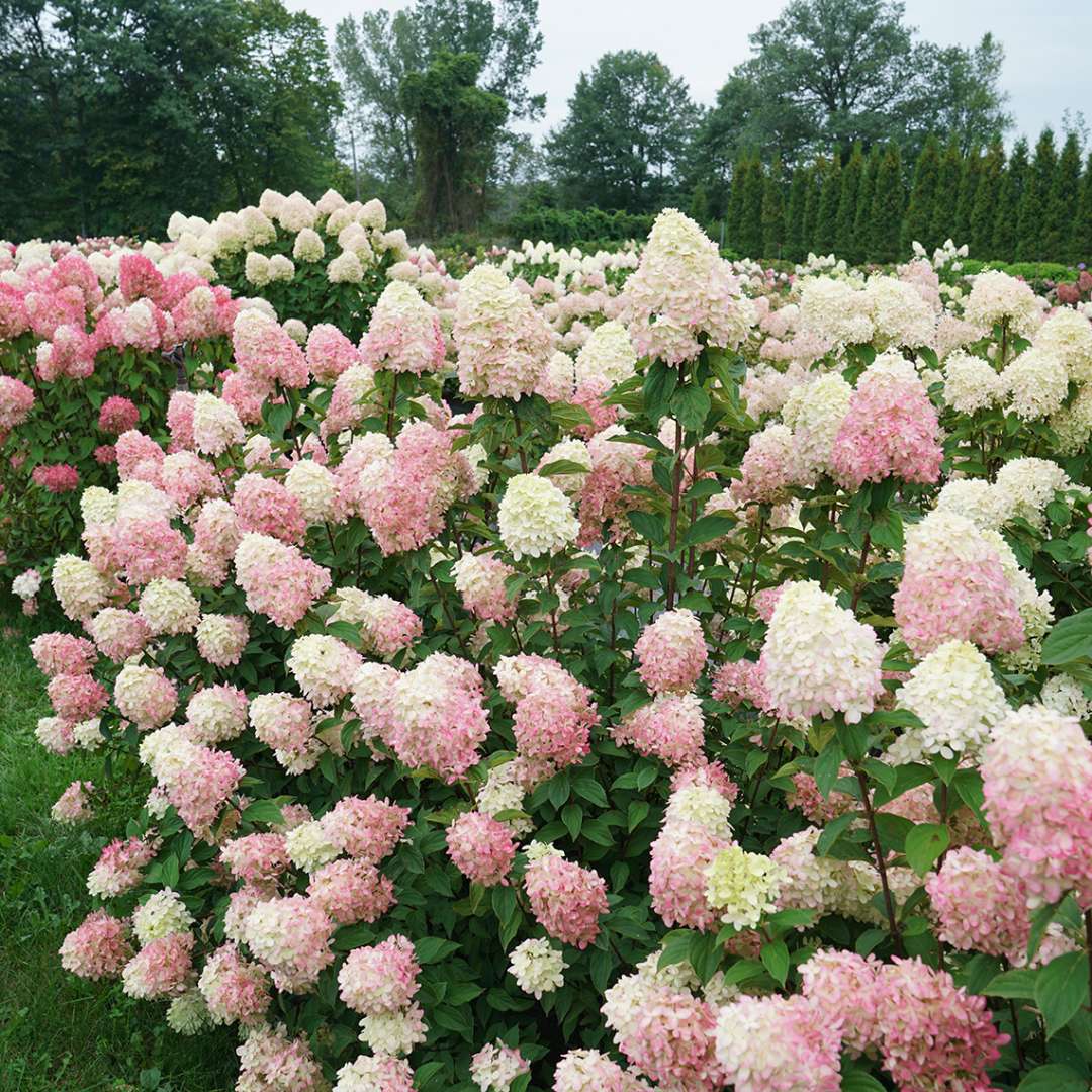 Limelight Prime Hydrangea (PW) 2 true
