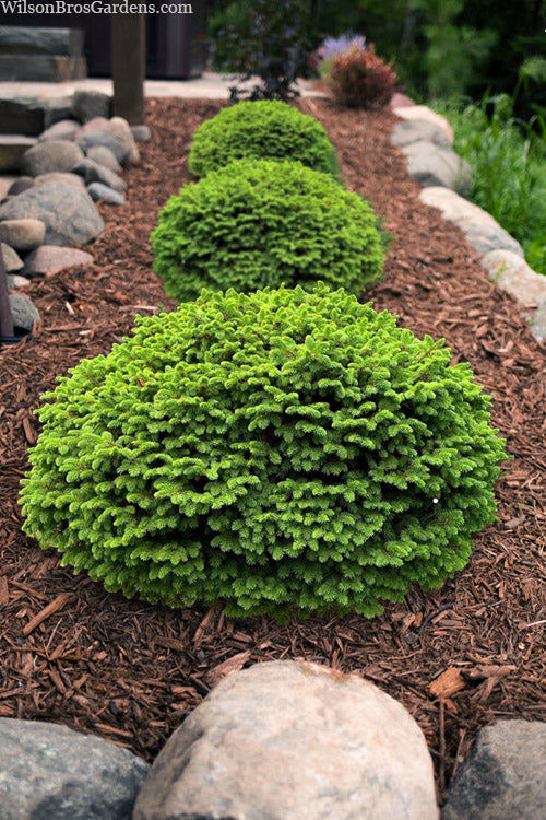 Little Gem Norway Spruce #02