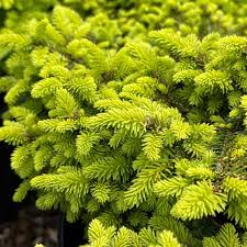 Little Gem Norway Spruce #02