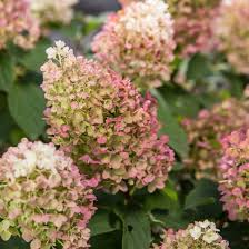 Little Hottie Hydrangea (FE) 2 True