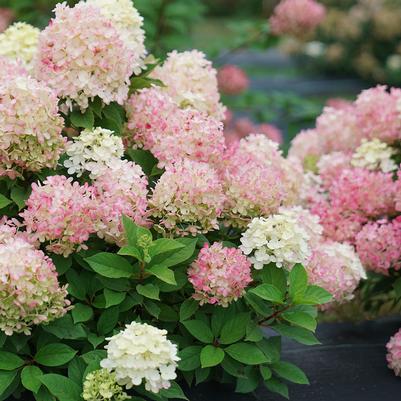 Little Hottie Hydrangea (FE) 2 True