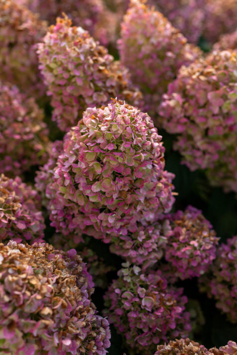 Little Hottie Hydrangea (FE) 2 True