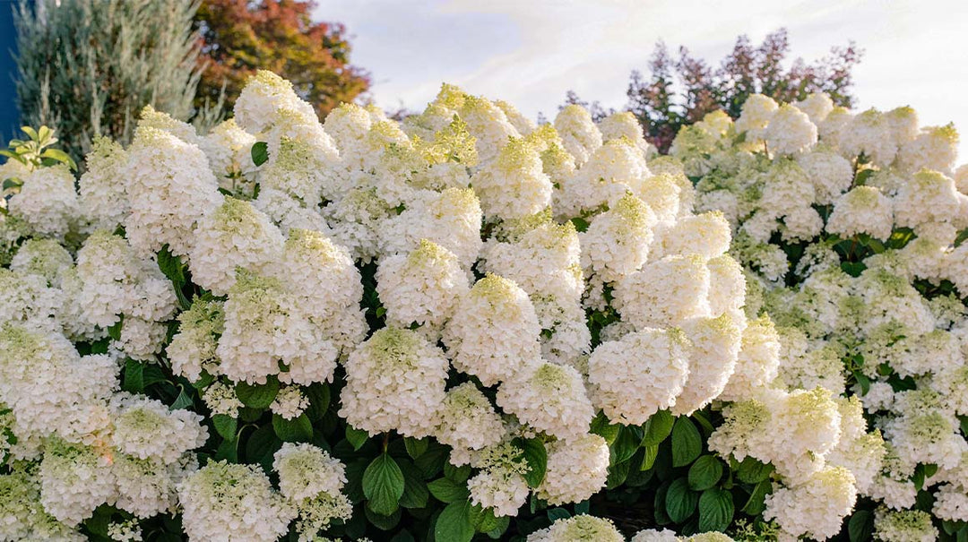 Little Hottie Hydrangea (FE) 2 True