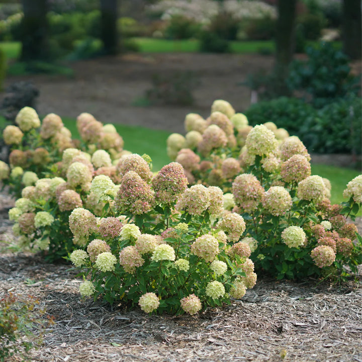 Little Lime Hydrangea (PW) 2 True