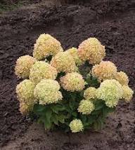 Little Lime Hydrangea (PW) 2 True