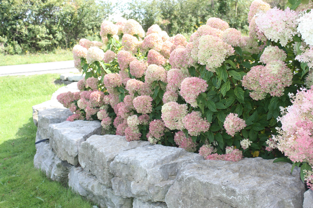 Little Lime Hydrangea (PW) 2 True