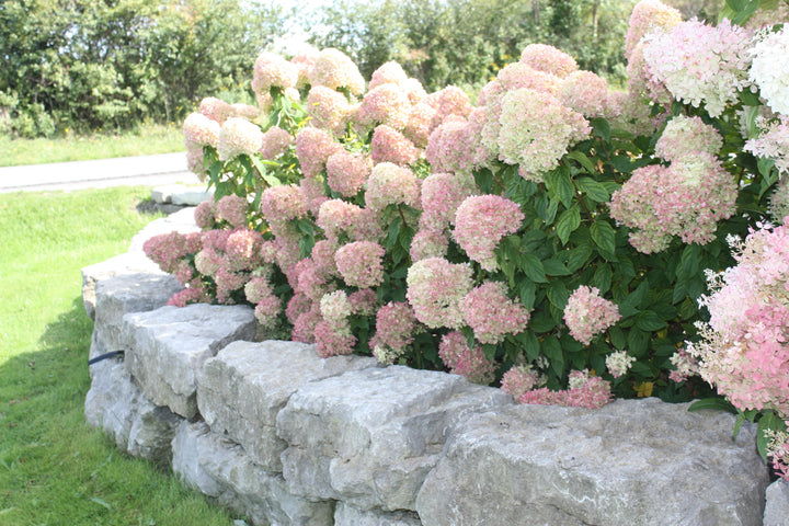 Little Lime Hydrangea (PW) 2 True