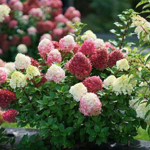 Little Lime Punch Hydrangea (PW) 2 True