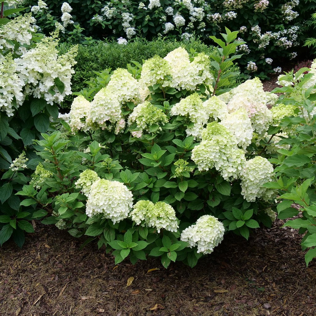 Little Lime Punch Hydrangea (PW) 2 True