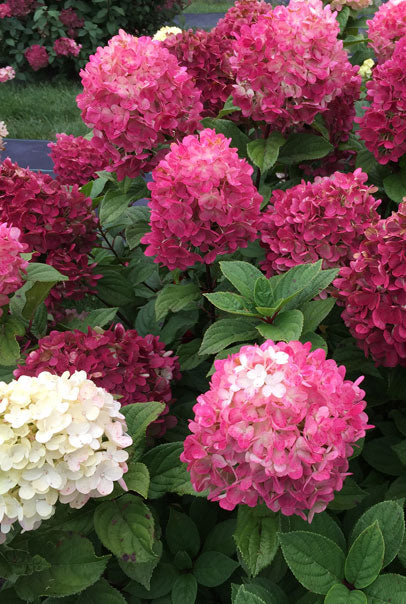 Little Lime Punch Hydrangea (PW) 2 True