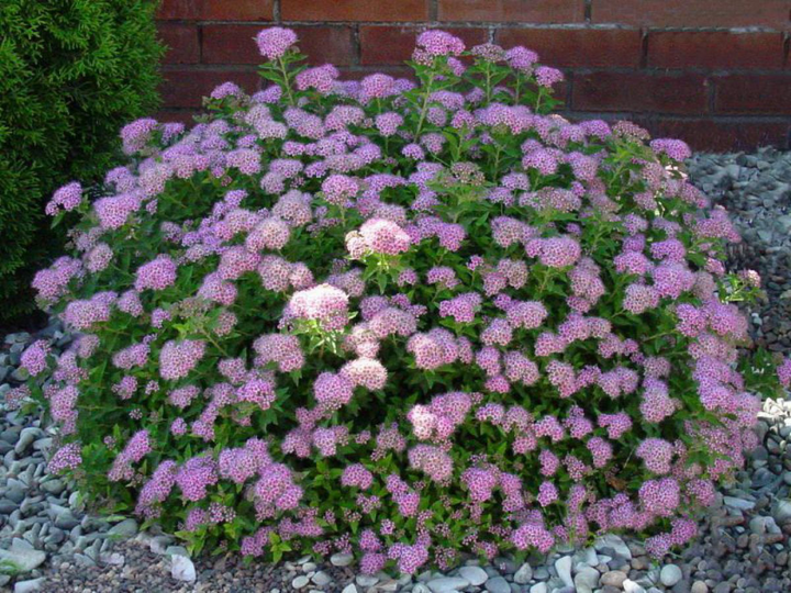 Little Princess Spirea #02