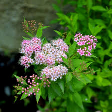 Little Princess Spirea #02