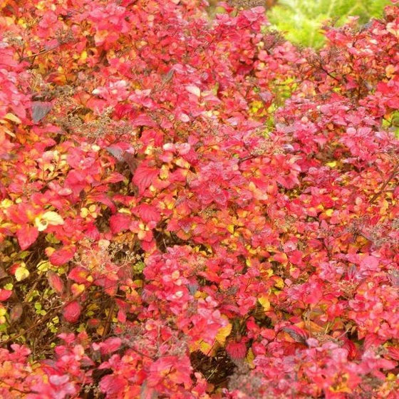 Little Princess Spirea #02
