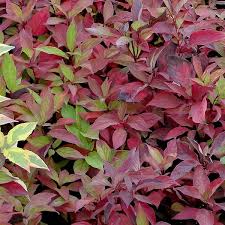 Little Rebel Dogwood #02