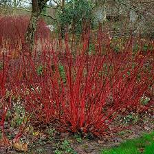 Little Rebel Dogwood #02