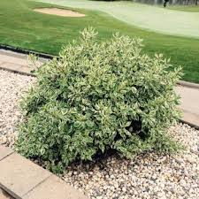 Little Rebel Dogwood #02