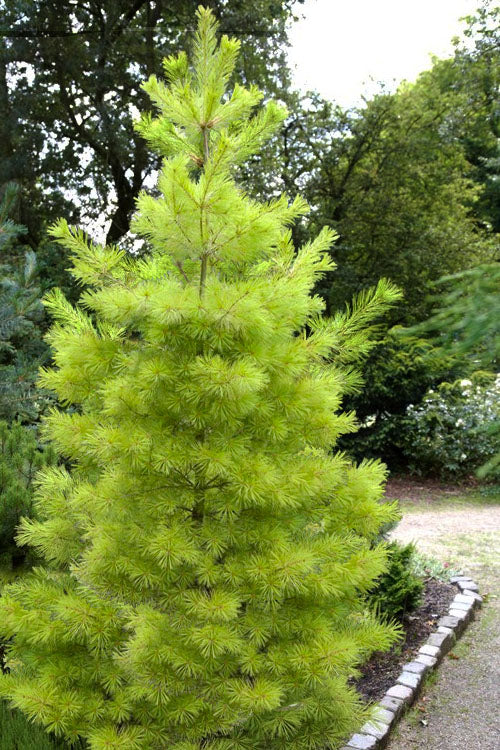 Louie's Eastern White Pine #10