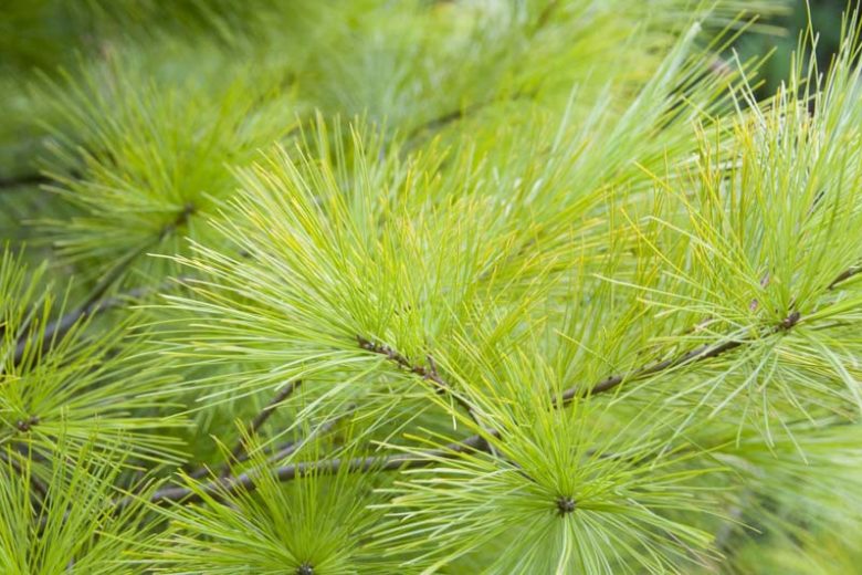 Louie's Eastern White Pine #10