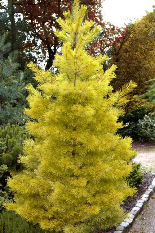 Louie's Eastern White Pine #10