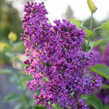 Ludwig Spaeth French Lilac #02