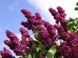 Ludwig Spaeth French Lilac #02