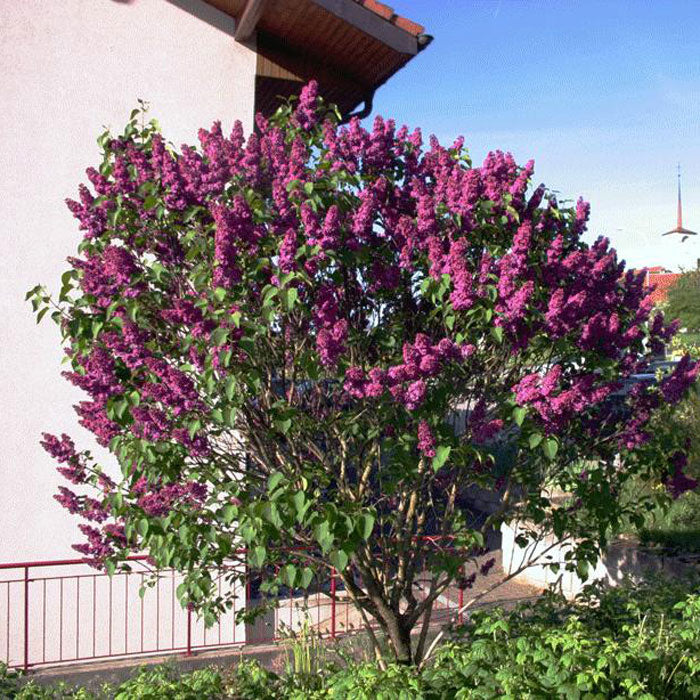 Ludwig Spaeth French Lilac #02