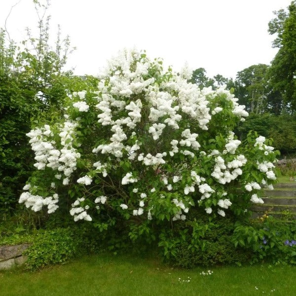 Madame Lemoine French Lilac #02