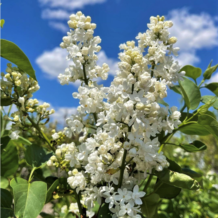 Madame Lemoine French Lilac #02