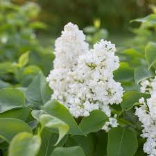 Madame Lemoine French Lilac #02