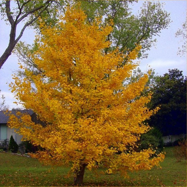 Maidenhair Tree #10