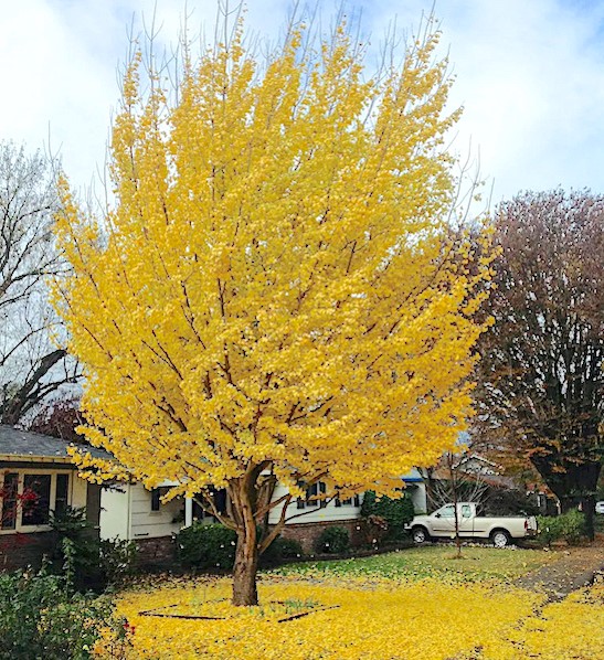 Maidenhair Tree #10