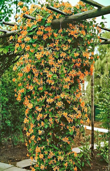 Mandarin Honeysuckle #01