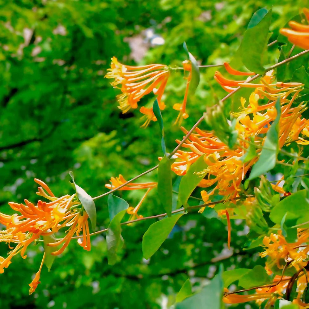 Mandarin Honeysuckle #01