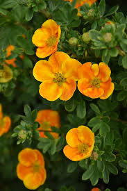 Mandarin Tango Potentilla (FE) 2 TRUE