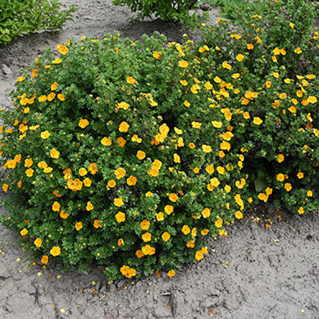 Mandarin Tango Potentilla (FE) 2 TRUE