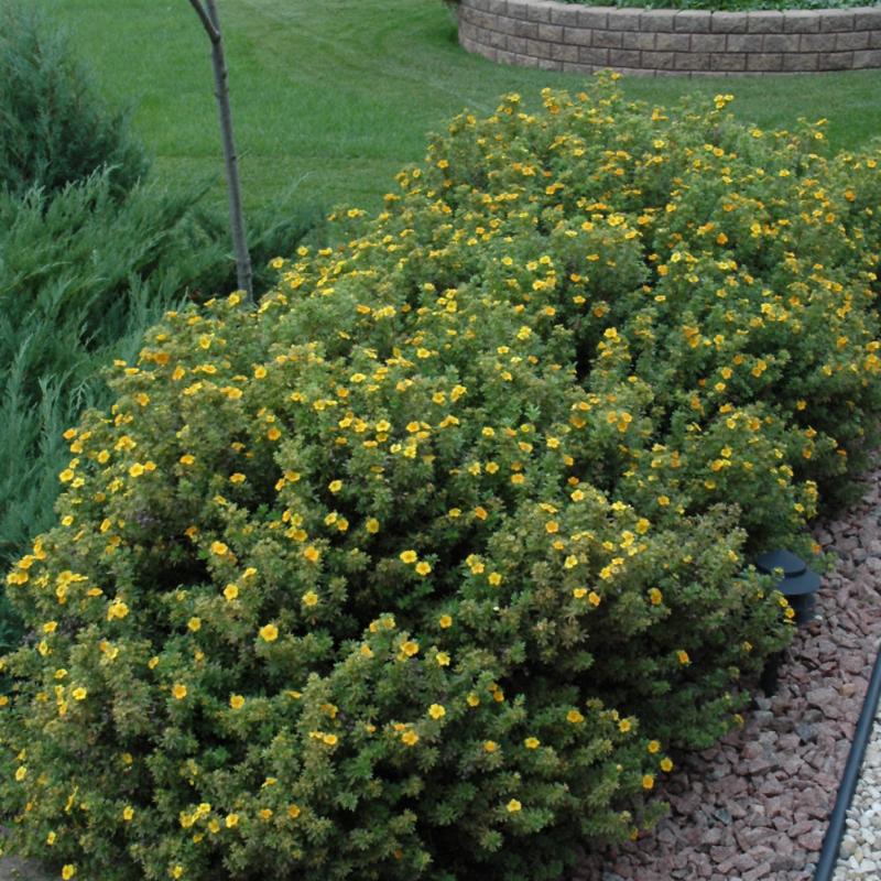 Mandarin Tango Potentilla (FE) 2 TRUE