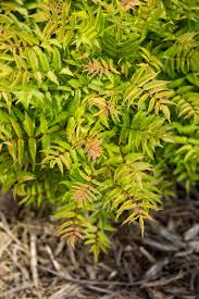Matcha Ball Ash Leaf Spirea (FE) 8 INCH