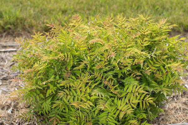 Matcha Ball Ash Leaf Spirea (FE) 8 INCH
